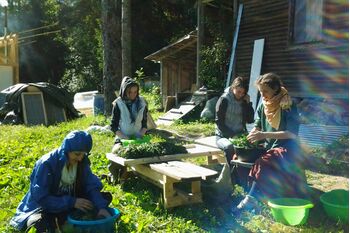 Как отличить качественный иван-чай: ключевые критерии Как отличить качественный иван-чай: ключевые критерии